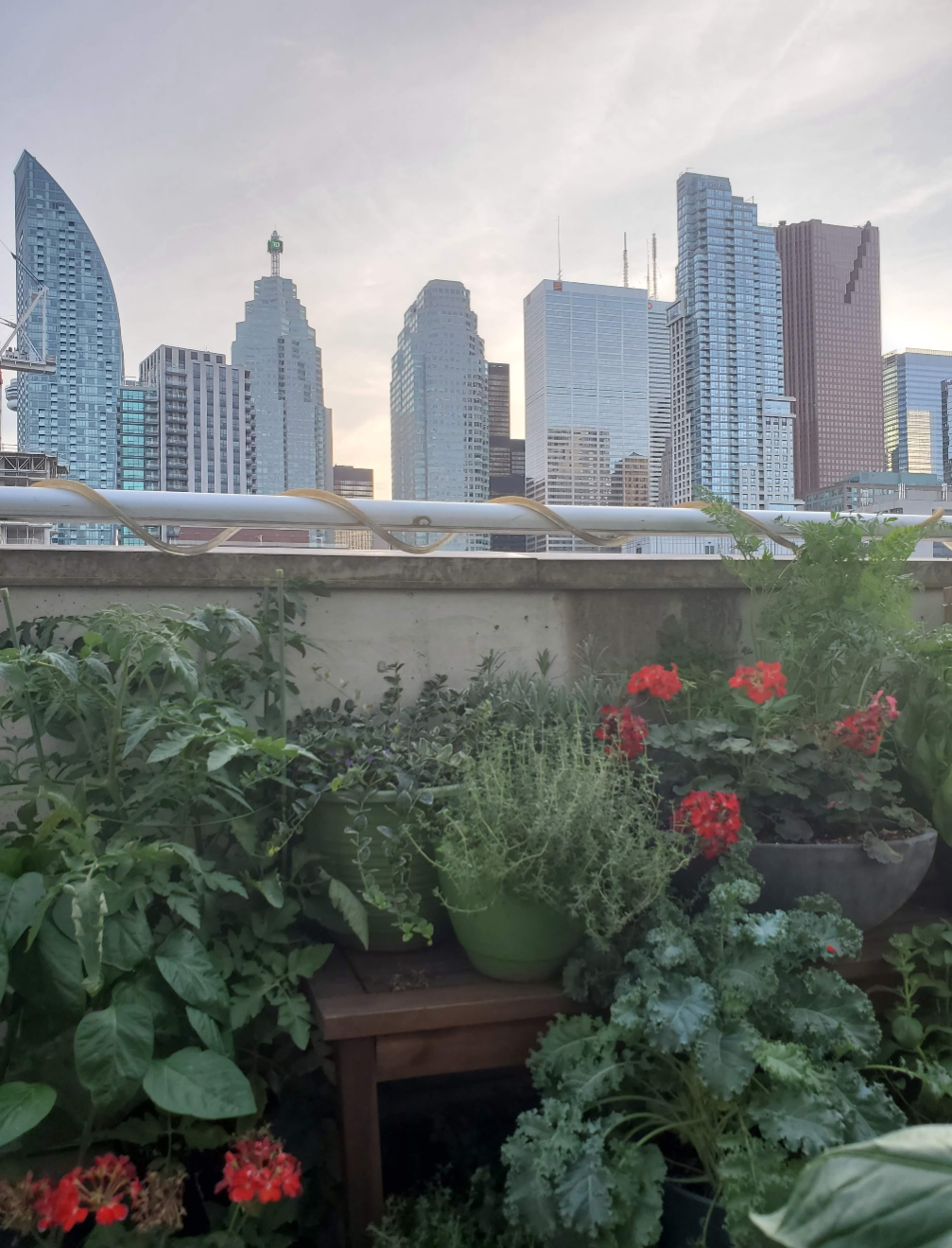 5 Things to Consider When Starting a Garden in the City