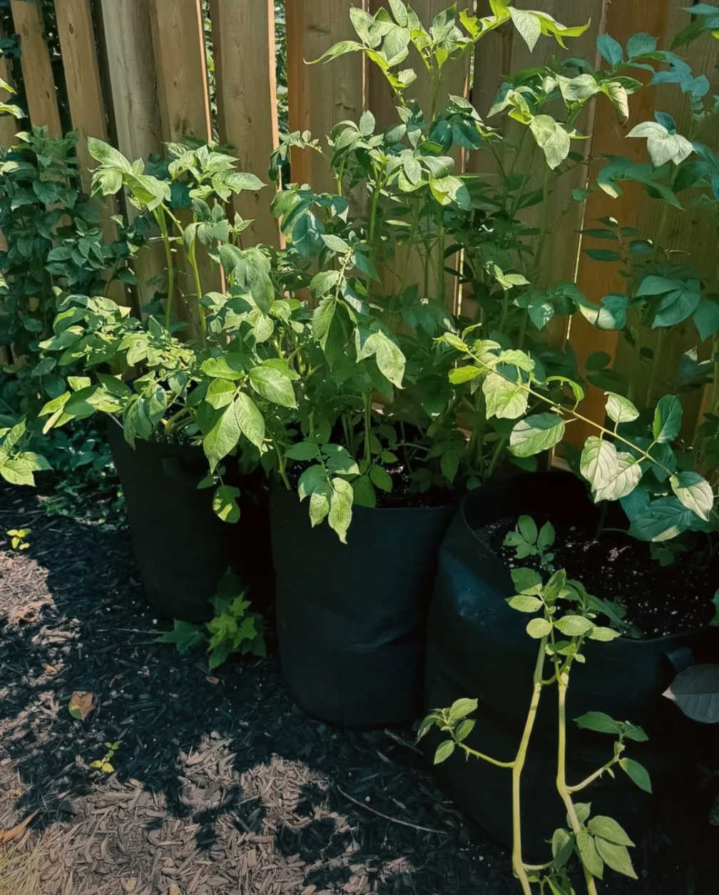 Sun-loving vs. Shade Tolerant Plants