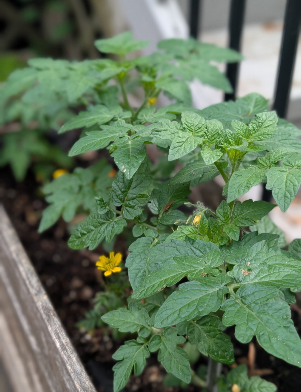 Companion Planting for Beginners